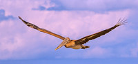 Homepage Images